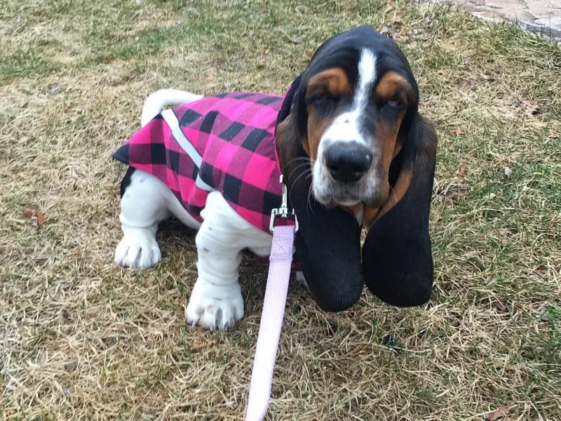 european basset hound puppies for sale